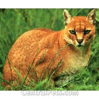 African Golden Cat  - The African Golden Cat is a little-studied cat. This cat of medium height and weight has a remarkable coat that has been known to change colors throughout the cat's life. Due to this cat's habitat, the African Golden Cat is a truly rare member of the exotic cat family.