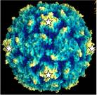 ayyyyyyyyyyyyyo virus..... - icosahedral symmetry