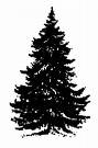 Real Pine Tree - christmas tree