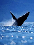 Alaska Cruise Whale Sighting - Alaska Cruise Whale Sighting