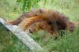 Tired - Tired