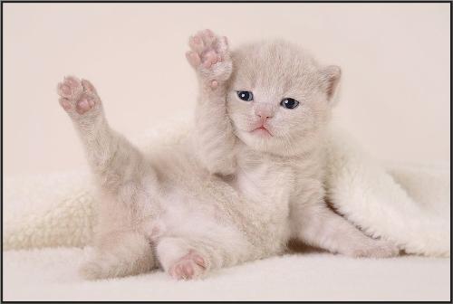 my dream - c dis pet