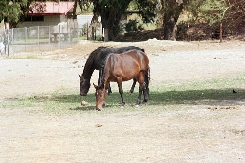 Horses near Palm Springs. - I took these while at the rest stop on the way to Palm Springs.  The rest stop was on the eastbound side of the 10 freeway.