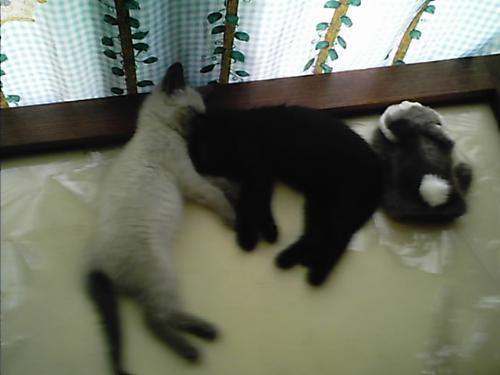 cats - gf's cats