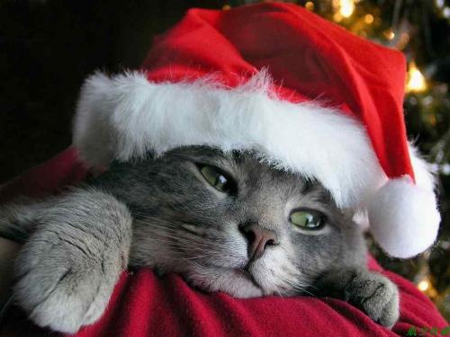 Merry Christmas - Merry Christmas
