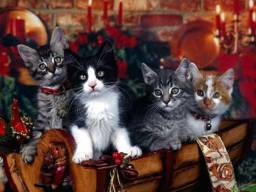 Merry Christmas - Merry Christmas