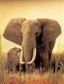 ELEPHANT - ..