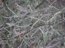 Ice Storm - Build up of ice on the trees. Really hazzardous to walk under.