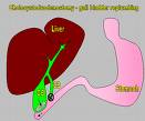 gall bladder - gall bladder