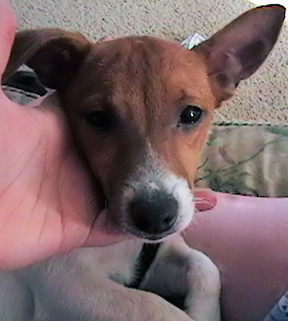The new baby Roxie - baby
