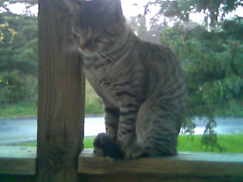 Missing a cat? - This cat showed up at our doorstep in Penn Yan, NY if anyone is missing this very lovey male cat, please message me.  He is very underweight and I am feeding him as much as he wants to eat.