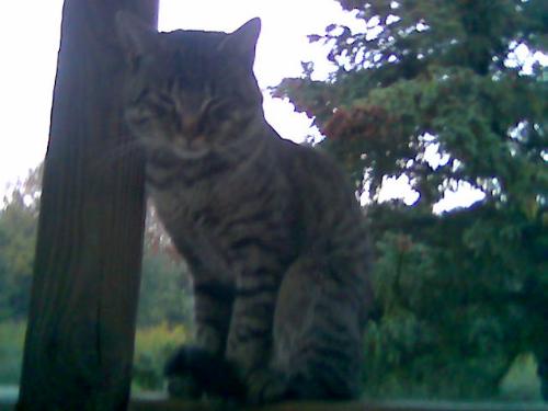 Another Pic - These pictures are all from my camera phone so they aren't 100% clear.