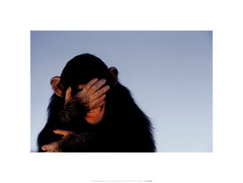DOI! - Embarrassed monkey. Feels like such a douche bag. DOI! - Embarrassed monkey. Feels like such a douche bag.
