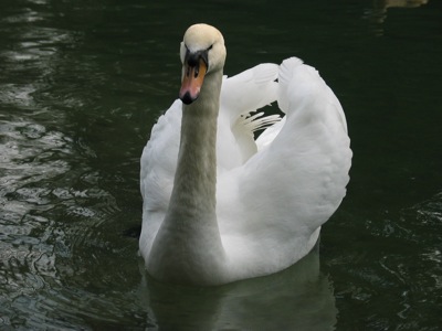 swan - swan