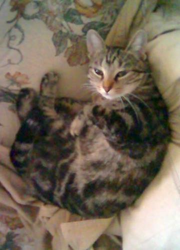 Bella again - I just love the pattern on Bella's fur.  I think she might be a Bangel cat breed because she has a marble swirl and almost every other feature except the size.  Bangel's are supposed to be longer and bigger than normal domestic cats.  Bella is so small still and she is over 1 years old.