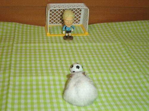 Hamster Football - A funny picture with a hamster playing football.