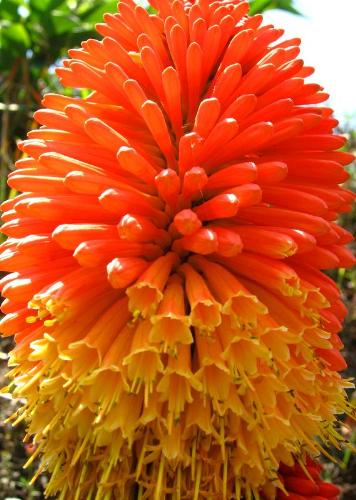 beatiful flower - almost looks good enough to eat