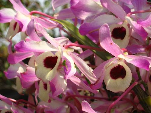 peitty in pink  - sunny flowers