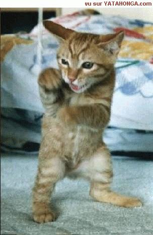 Cat ninja - The revenge of the ninja cat!