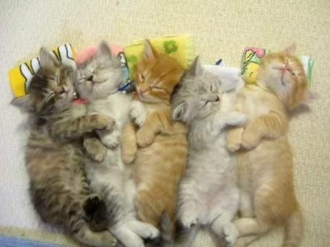 Best Buddies - They are so cute.