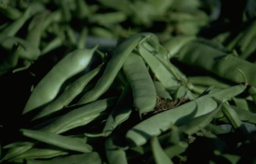 Green beans - Fresh green beans are great when purchased on sale and used to make a savory side dish!