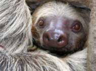 This is me slothing! - Picture of a sloth