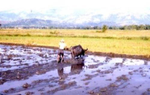 Plowing  - Plowing the ricefield with carabao in preparation for rice planting.