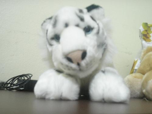 tiger gabli - this is my tiger, gabli *-* everyone says hello :)
