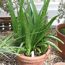 Aloe Vera plant - aloe vera