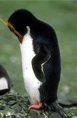 Shy - A shy penguin