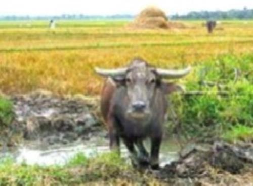 Carabao - Carabao is the Philippine National Animal usually used in farming.