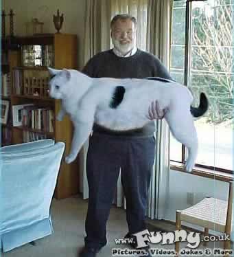 giant cat - cat