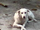 Rosy My Pet - Rosy my pet female dog