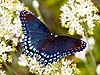butterflies - butterflies are very attractive as they willbe having different colors