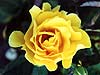 Rose - Roses are always liked by all.i am a nature lover and i love roses.Particularly the yellow rose.
