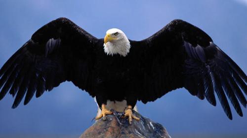 Eagle - The Bald Eagle