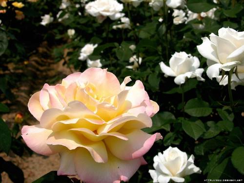 Beijing City Flower: Chinese Rose - Beijing City Flower: Chinese Rose