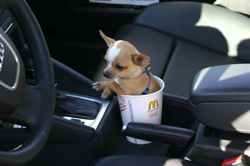 tiny little dog - cute pic of tiny little dog
