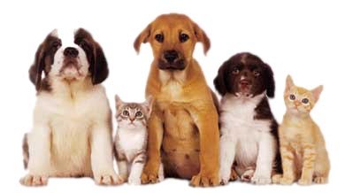cute pets - cute pets