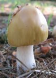 mushroom  - magic mushroom