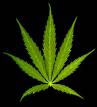 Grass.. - Grass..