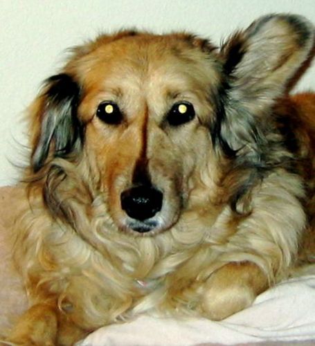 Honoring Chauncie girl - Chauncie, one of the sweetest dog spirits I have ever known. My Best friends dog… who’s health finally gave out Sunday August 6th 2006.