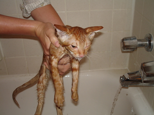 Oh man, he's pissed - Looks more despondent at this point.. than pissed… looks like   alpha cat after HIS MASTER   gave him his first and last bath.. at some point they just give up on us hairless monkeys..