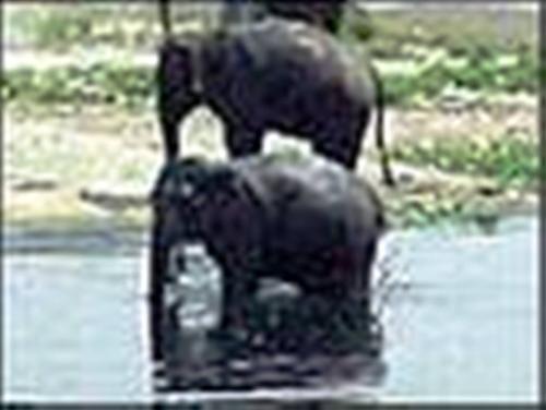 www.mmrriad.com - Elephants of bangladesh