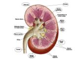 kidney - kidney diagram