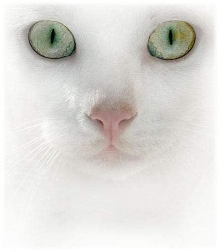 white cat - a beauti ful white cat