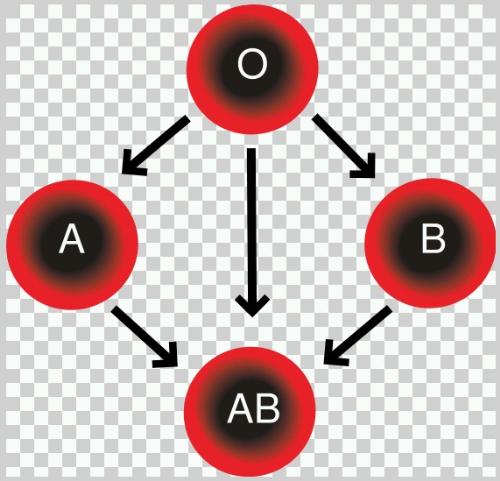 Blood Compatibility - Diagram showing blood group compatibility for transfusion purposes. Created by me on Adobe Illustrator 8/24/06 and released into public domain
