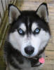 Siberian Husky - A gorgeous picture of a siberian husky. Siberian Husky - A gorgeous picture of a siberian husky.