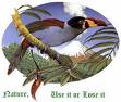 www.mmrriad.com - bird