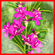 Identyfy this flower - flowers are always atractive.And I like flowers .name this flower.